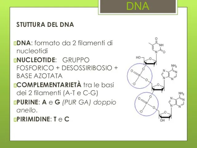 DNA STUTTURA DEL DNA DNA: formato da 2 filamenti di nucleotidi