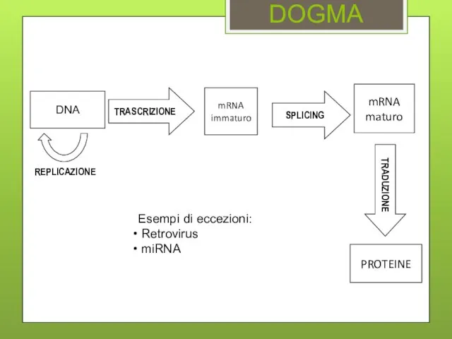 DOGMA TRADUZIONE PROTEINE TRASCRIZIONE mRNA immaturo mRNA maturo SPLICING DNA REPLICAZIONE Esempi di eccezioni: Retrovirus miRNA