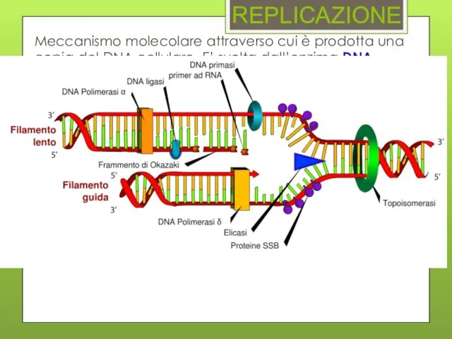 REPLICAZIONE Meccanismo molecolare attraverso cui è prodotta una copia del DNA