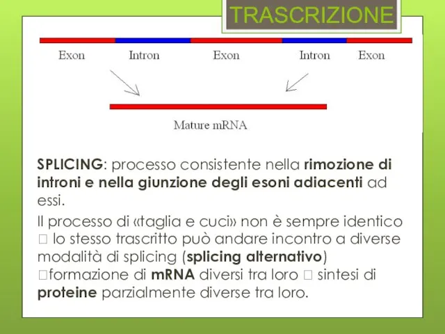 TRASCRIZIONE Conversione dell’informazione fornita dal DNA in mRNA ad opera di