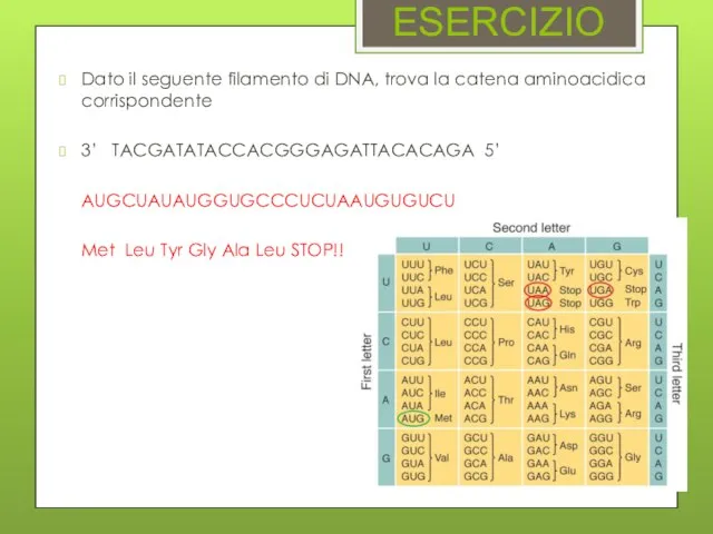 ESERCIZIO Dato il seguente filamento di DNA, trova la catena aminoacidica