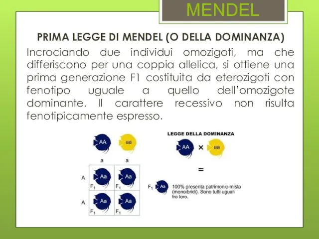 MENDEL PRIMA LEGGE DI MENDEL (O DELLA DOMINANZA) Incrociando due individui