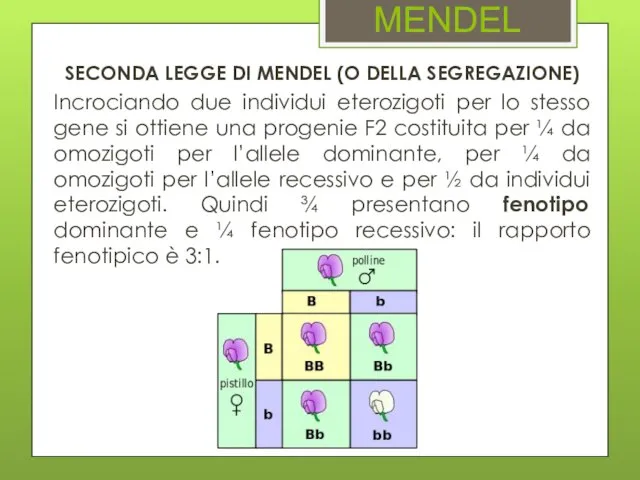 MENDEL SECONDA LEGGE DI MENDEL (O DELLA SEGREGAZIONE) Incrociando due individui