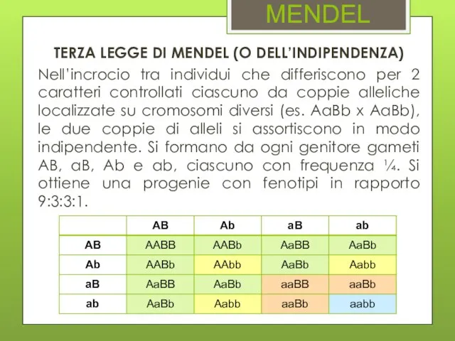 MENDEL TERZA LEGGE DI MENDEL (O DELL’INDIPENDENZA) Nell’incrocio tra individui che