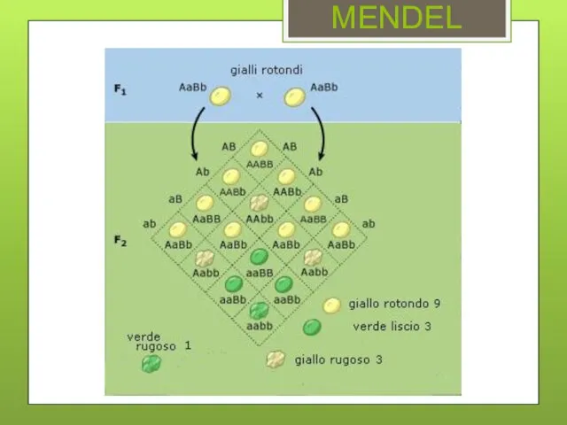 MENDEL