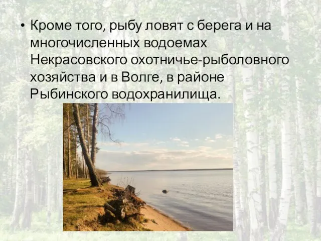 Кроме того, рыбу ловят с берега и на многочисленных водоемах Некрасовского