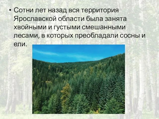 Сотни лет назад вся территория Ярославской области была занята хвойными и