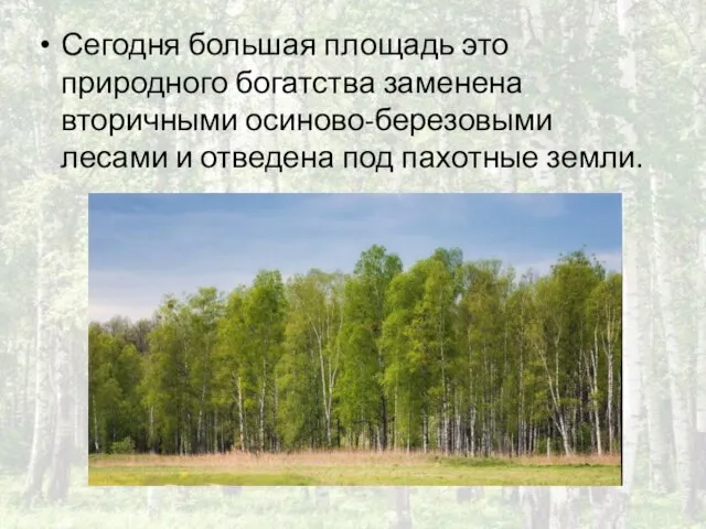 Сегодня большая площадь это природного богатства заменена вторичными осиново-березовыми лесами и отведена под пахотные земли.