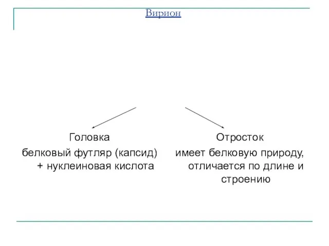 СТРОЕНИЕ БАКТЕРИОФАГОВ. Покоящаяся, внеклеточная, форма – вирион. Внутриклеточная форма – вегетативная.