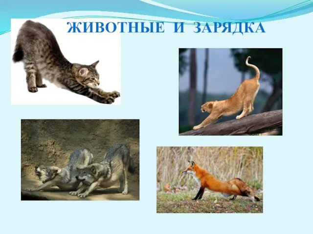 ЖИВОТНЫЕ И ЗАРЯДКА