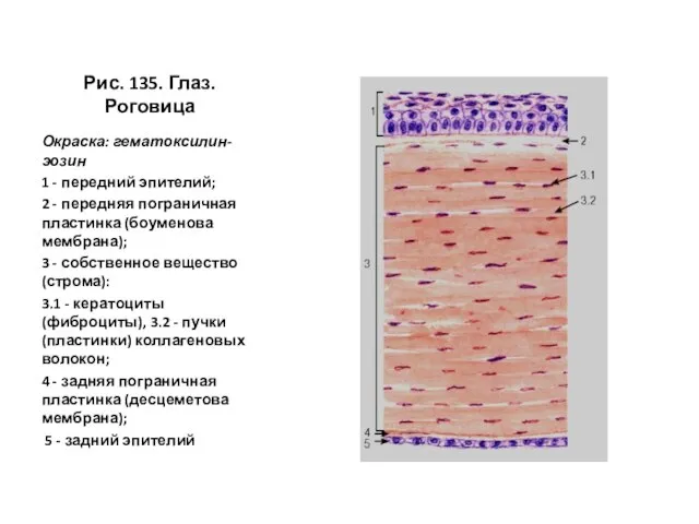 Рис. 135. Глаз. Роговица Окраска: гематоксилин-эозин 1 - передний эпителий; 2
