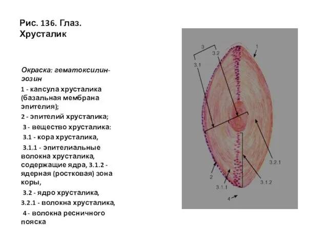 Рис. 136. Глаз. Хрусталик Окраска: гематоксилин-эозин 1 - капсула хрусталика (базальная