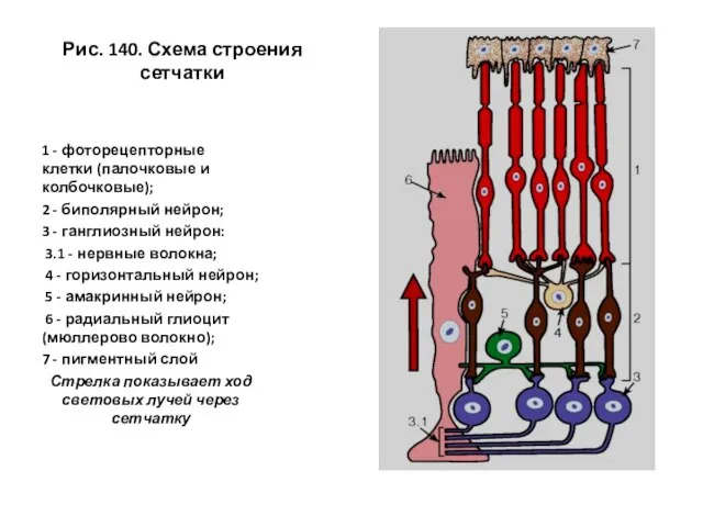 Рис. 140. Схема строения сетчатки 1 - фоторецепторные клетки (палочковые и
