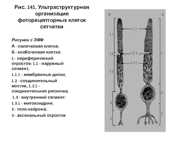 Рис. 141. Ультраструктурная организация фоторецепторных клеток сетчатки Рисунки с ЭМФ А