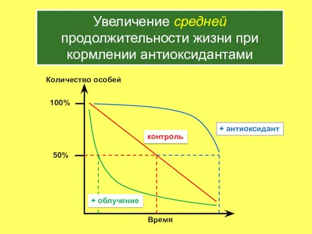 Увеличение средней продолжительности жизни при кормлении антиоксидантами + облучение