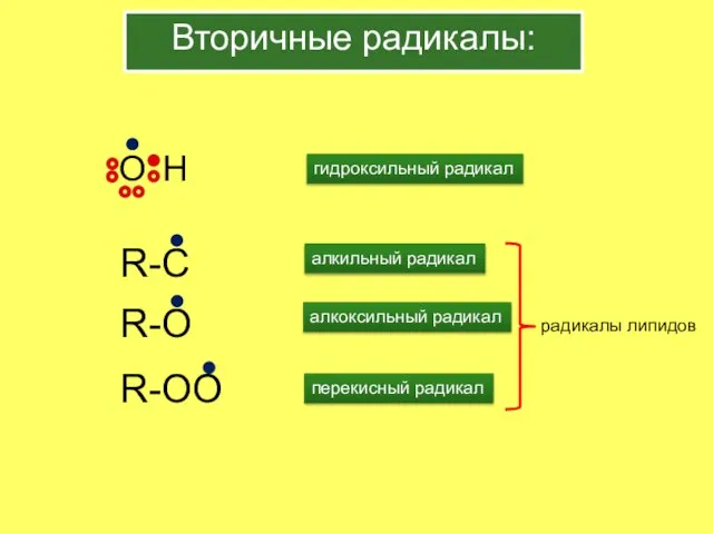 Вторичные радикалы: гидроксильный радикал R-O R-OO алкильный радикал алкоксильный радикал перекисный радикал радикалы липидов