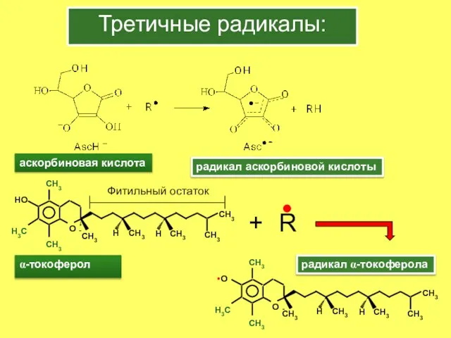 Третичные радикалы: радикал аскорбиновой кислоты α-токоферол аскорбиновая кислота CH3 CH3 CH3