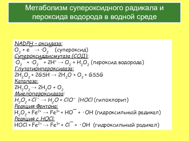 Метаболизм супероксидного радикала и пероксида водорода в водной среде NADPH –