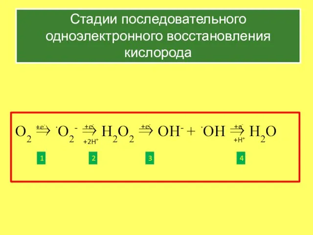 O2 ⇒ ∙O2- ⇒ H2O2 ⇒ OH- + ∙OH ⇒ H2O