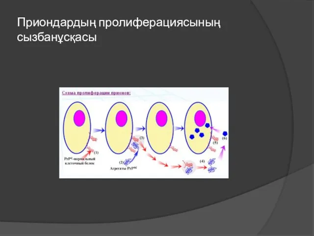 Приондардың пролиферациясының сызбанұсқасы