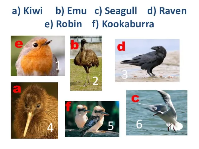 a) Kiwi b) Emu c) Seagull d) Raven e) Robin f)