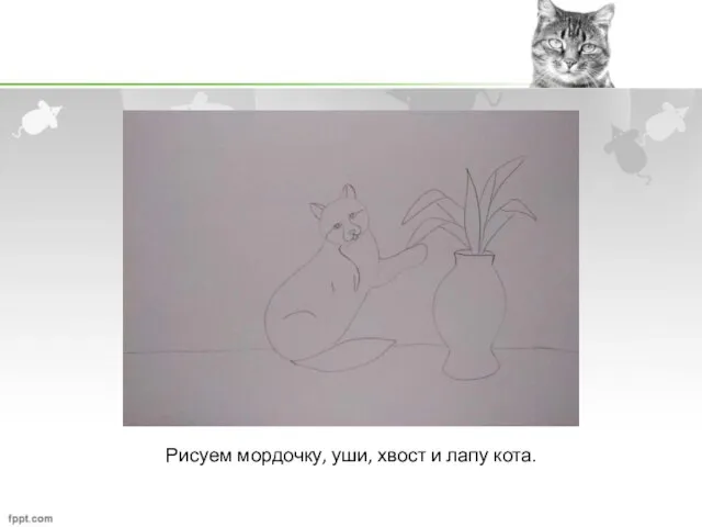 Рисуем мордочку, уши, хвост и лапу кота.