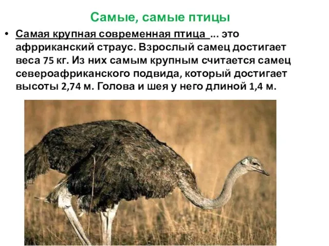 Самая крупная современная птица ... это афрриканский страус. Взрослый самец достигает