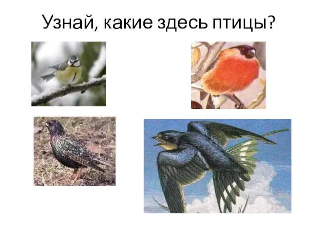 Узнай, какие здесь птицы?
