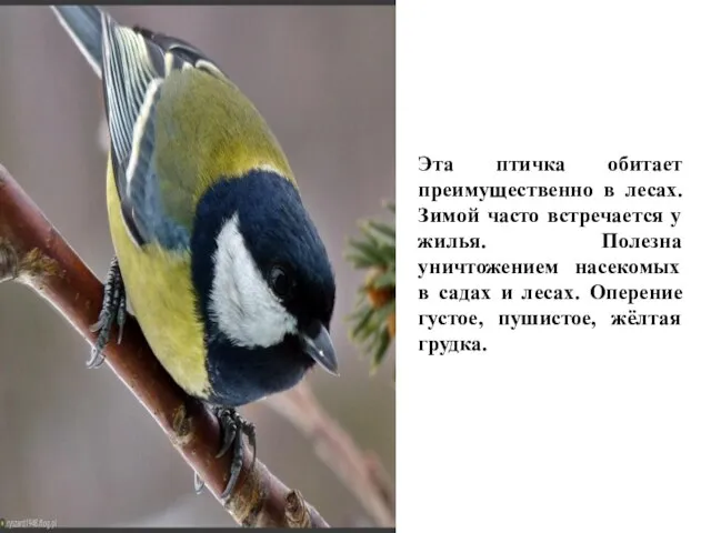 Эта птичка обитает преимущественно в лесах. Зимой часто встречается у жилья.