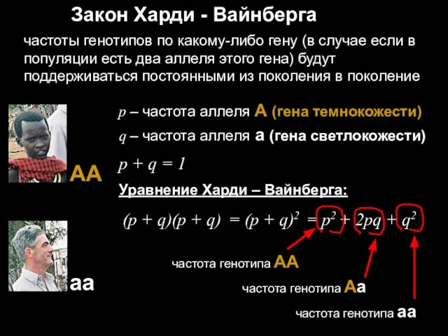 Закон Харди - Вайнберга частоты генотипов по какому-либо гену (в случае