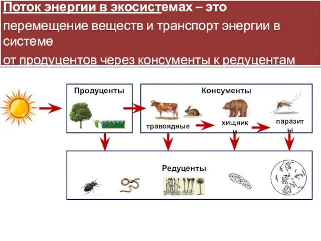 Поток энергии в экосистемах – это перемещение веществ и транспорт энергии