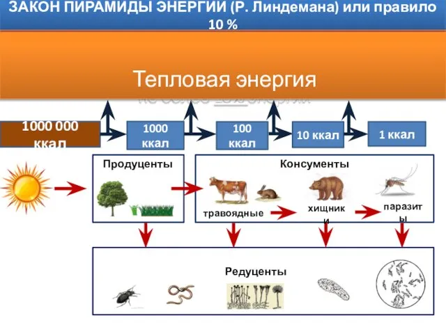 ЗАКОН ПИРАМИДЫ ЭНЕРГИИ (Р. Линдемана) или правило 10 % 1000 000