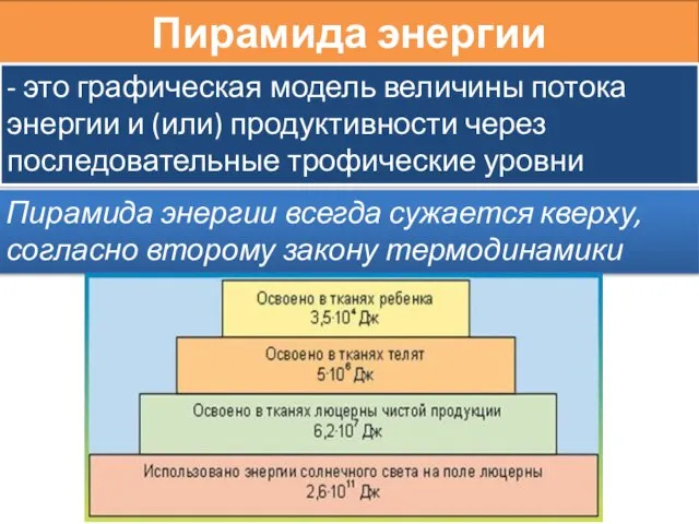 Пирамида энергии - это графическая модель величины потока энергии и (или)