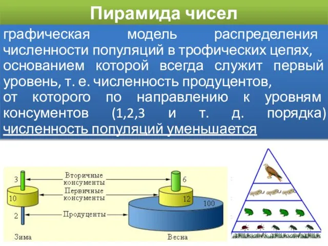 Пирамида чисел графическая модель распределения численности популяций в трофических цепях, основанием