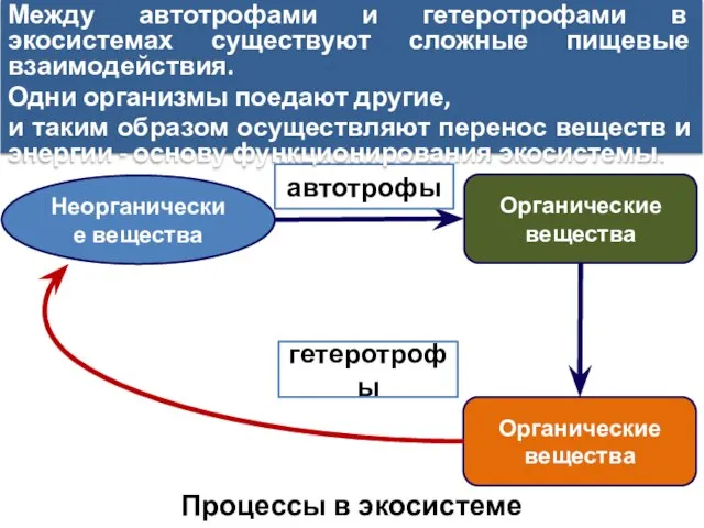 Неорганические вещества Органические вещества автотрофы Органические вещества гетеротрофы Между автотрофами и