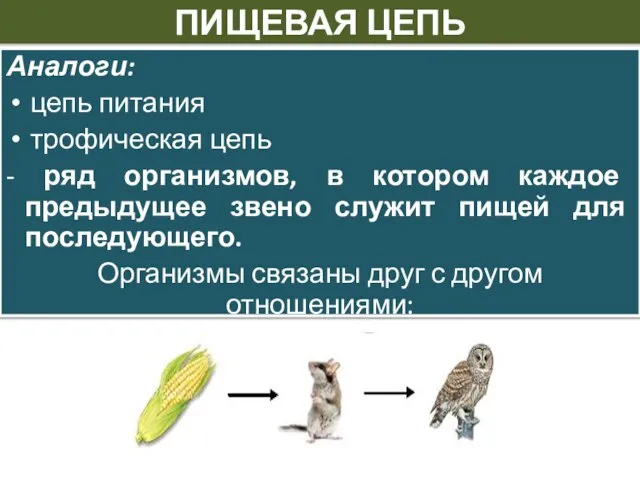 ПИЩЕВАЯ ЦЕПЬ Аналоги: цепь питания трофическая цепь - ряд организмов, в