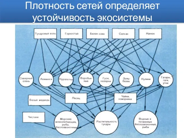 Плотность сетей определяет устойчивость экосистемы