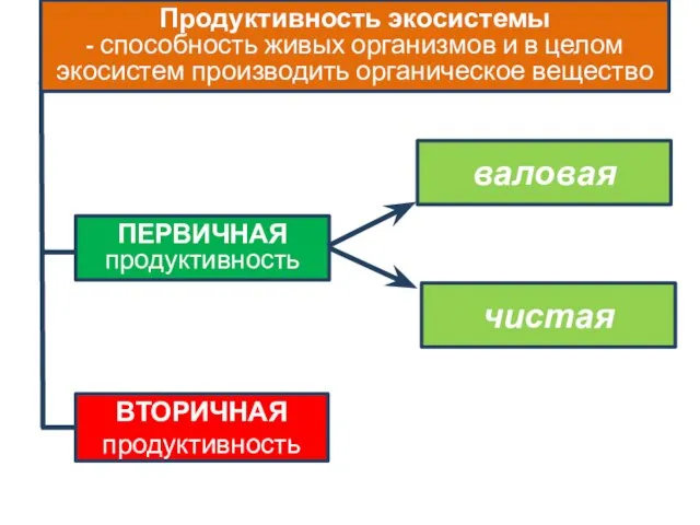 Продуктивность экосистемы - способность живых организмов и в целом экосистем производить