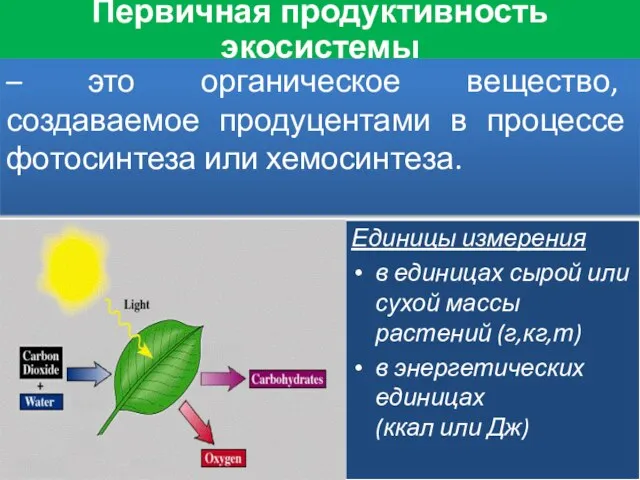 – это органическое вещество, создаваемое продуцентами в процессе фотосинтеза или хемосинтеза.