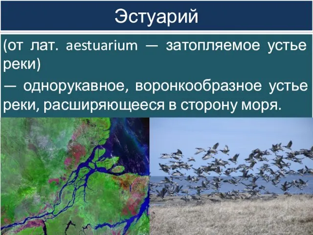 Эстуарий (от лат. aestuarium — затопляемое устье реки) — однорукавное, воронкообразное