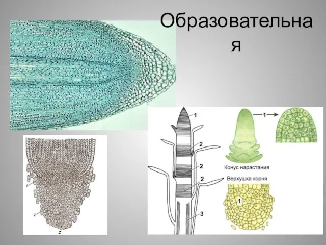 Образовательная