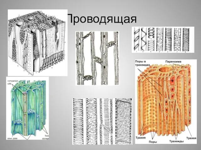 Проводящая