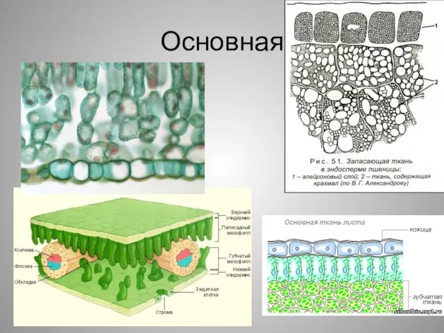 Основная