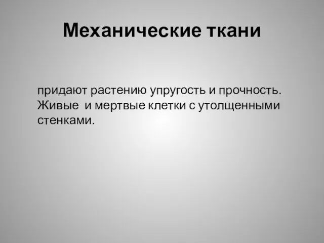 Механические ткани придают растению упругость и прочность. Живые и мертвые клетки с утолщенными стенками.