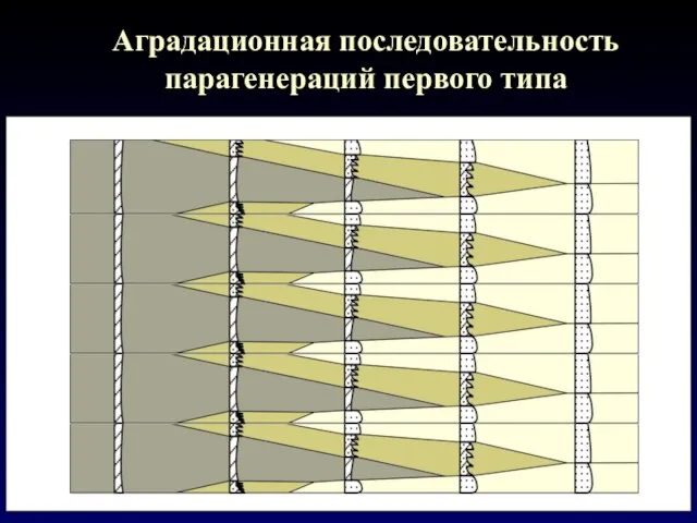 Аградационная последовательность парагенераций первого типа