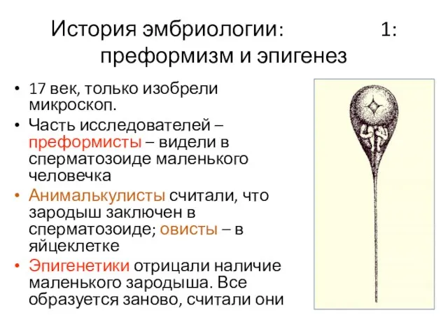 История эмбриологии: 1: преформизм и эпигенез 17 век, только изобрели микроскоп.