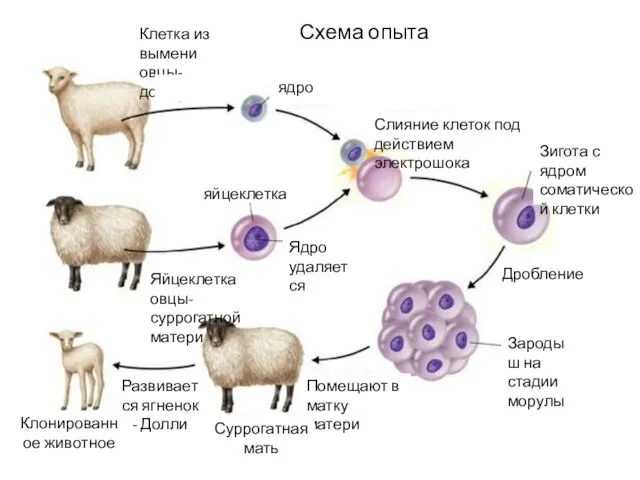 Схема опыта Клетка из вымени овцы-донора ядро Яйцеклетка овцы-суррогатной матери Ядро