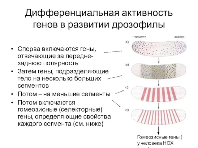 Дифференциальная активность генов в развитии дрозофилы Сперва включаются гены, отвечающие за