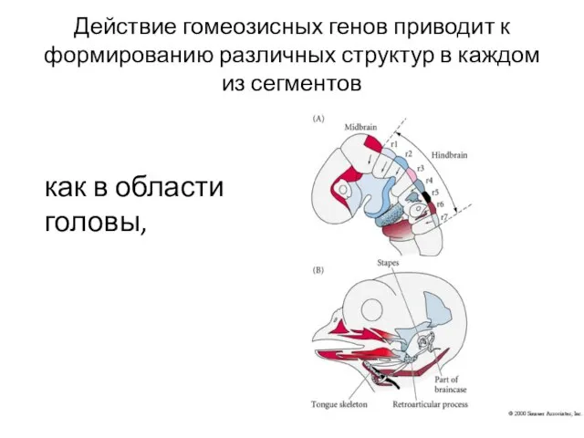 Действие гомеозисных генов приводит к формированию различных структур в каждом из сегментов как в области головы,