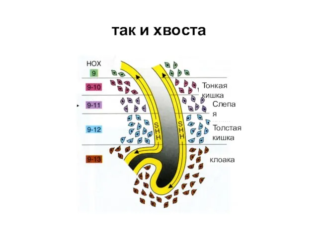 так и хвоста клоака Тонкая кишка Слепая кишка Толстая кишка